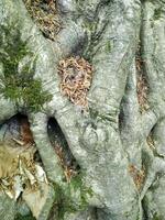 Intricate roots of an ancient tree showcasing nature's artistry in a serene forest setting during the early morning light photo