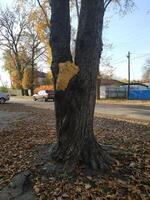 Unusual tree bark formation captured in an autumn setting near a quiet street during late afternoon light photo