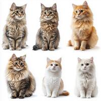 Collection of adorable fluffy cats of various colors sitting in a studio setting, showcasing their charming and calm expressions photo