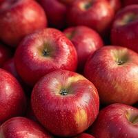 Ripe red apples with a natural shine and vibrant color in a close-up shot of freshly harvested fruit photo