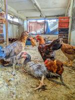 Live Broiler Chickens Ready for Slaughter in a Coop photo