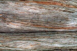 Close up of a bald cypress tree bark with deep cracks photo