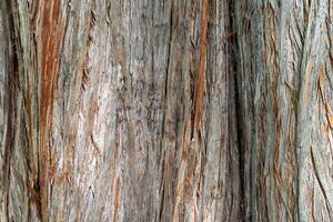 Close up of a bald cypress tree bark with deep cracks photo