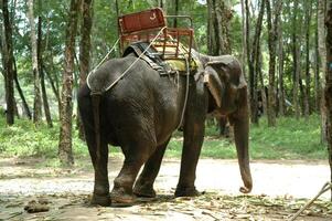 Elephant in Thailand photo