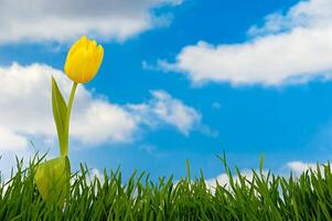 Tulip, grass and clouds photo