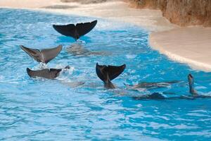 Dolphins wawing with their tails photo