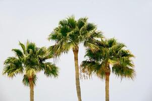 Tres palmas arboles foto