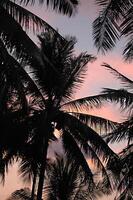 Sunset and palm trees photo