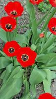 el marco muestra varios rojo tulipanes con amarillo-negro centros rodeado por Fresco verde hojas. el tulipanes son en lleno floración, contrastando hermosamente con el de barro suelo de el jardín video