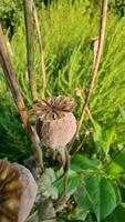 A ripe and dried poppy head standing among stems and dense green vegetation. The poppy seeds are still inside the box, which is gradually opening. video