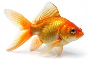 Beautiful aquarium goldfish on white background. photo