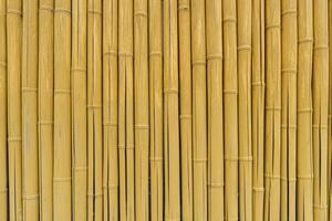 Wall of yellow bamboo. Abstract natural background. photo