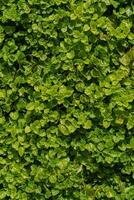 Continuous cover of leaves. Natural background. photo