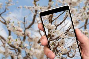 Apricot flowers on smartphone screen. Spring flowering apricot tree. photo
