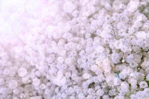 Small white flowers. Paniculata Flamingo photo