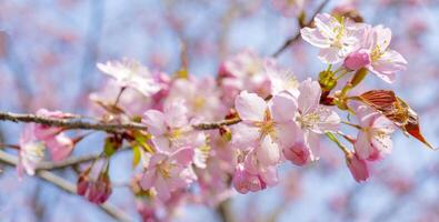 Spring flowering of sakura. Background for a festive wedding greeting card and wedding invitation. photo