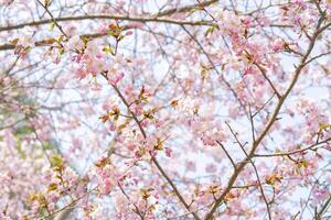 Spring flowering of sakura. Background for a festive wedding greeting card and wedding invitation. photo