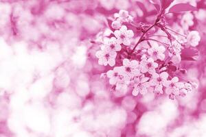 Flowering branch of cherry. Spring flowering of nature. Cherry tree in the spring. photo