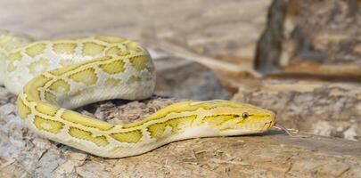 The albino Python molurus snake is a large non-venomous python. It is often a pet. photo