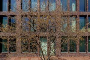 The beginning of a tree blossoming on a modern urban brick building background. photo