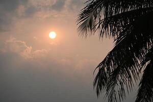 The afternoon sun surrounded by clouds, with the leaves of a coconut tree in the foreground. photo