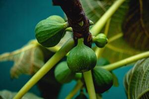 Figs - with the Latin name Ficus carica, still look green at the moment, but will soon develop into ripe figs and offer all the benefits to the body. photo