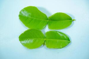 The leaves of the Kaffir lime plant are often used as a flavoring by slicing thinly or by tearing so that the essential oil comes out. photo