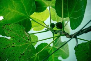 Figs - these fruits are unripe, when ripe they have a rich, sweet flavor with a soft, smooth texture when freshly picked from the tree. There are many benefits to eating this fruit. photo
