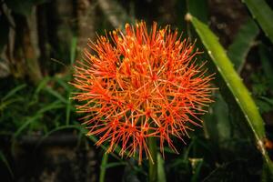 The December flower - or Scadoxus Multiflorus, has bloomed to perfection radiating a fiery red color, this flower is known to bloom in December, hence the name December flower. photo