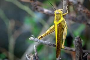 Field grasshoppers, also known as Locusta migratoria, are yellowish-brown in color and large in size. Eats leaves and shoots. photo
