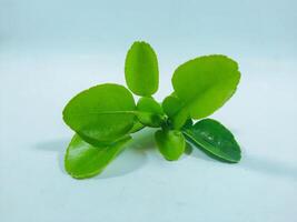The leaves of the Kaffir lime plant are often used as a flavoring by slicing thinly or by tearing so that the essential oil comes out. photo