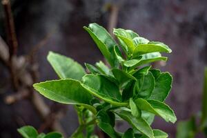 Bright green lemon leaves, with thorny branches. Small to medium sized, round in shape. photo