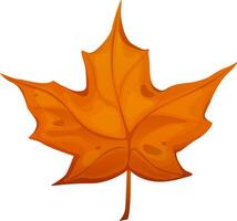 Autumn leaf in warm colors. Maple leaf on isolated white background. Leaf in cartoon style vector