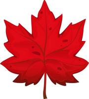 Beautiful red maple leaf. Maple leaf in cartoon style vector