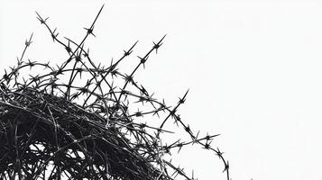 Barbed wire fence with a bird nest in the middle photo