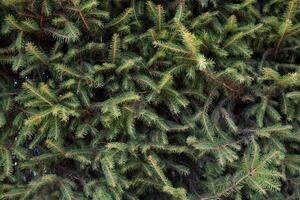 Close up of fir tree branches. Background photo