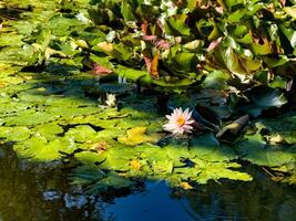 A serene pond covered with vibrant green lilypads, some tinged with hints of red, and blooming water lilies. The soft pink and white flowers stand out against the lush foliage, reflecting gently in photo