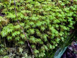 A close-up view of vibrant green moss growing densely on the forest floor. The intricate texture and fine details of the moss create a soft and natural carpet over the earthy ground. Captured in photo