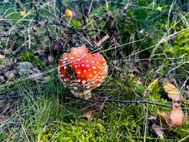 A vibrant fly agaric mushroom , Amanita muscaria with its iconic red cap and white spots stands amidst a bed of lush green moss and tall grass in a peaceful forest setting. Captured close to the photo