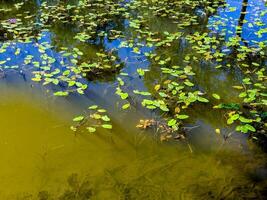 A crystal-clear pond with lily pads floating on the surface and small fish swimming just below. Captured from an overhead angle on a sunny day, the water reflects the surrounding nature, creating a photo