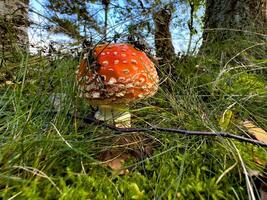 A vibrant fly agaric mushroom , Amanita muscaria with its iconic red cap and white spots stands amidst a bed of lush green moss and tall grass in a peaceful forest setting. Captured close to the photo