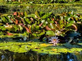 A serene pond covered with vibrant green lilypads, some tinged with hints of red, and blooming water lilies. The soft pink and white flowers stand out against the lush foliage, reflecting gently in photo