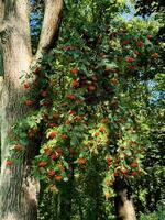 A large rowan tree with vibrant clusters of red berries grows in a dense forest, its trunk standing tall among lush greenery. Sunlight filters through the canopy, illuminating the vibrant colors of photo