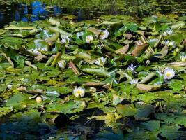 A serene pond covered with vibrant green lilypads, some tinged with hints of red, and blooming water lilies. The soft pink and white flowers stand out against the lush foliage, reflecting gently in photo