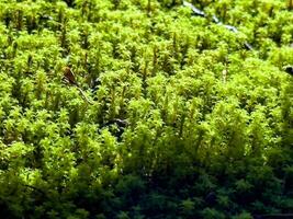 A close-up of vibrant green moss illuminated by sunlight in a forest, marking the early days of autumn. The delicate texture of the moss contrasts with the subtle shadows, capturing the essence of photo