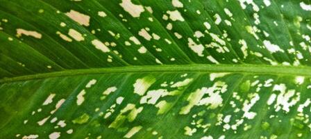 A close up of a green leaf with white spots photo