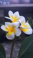 Two yellow and white flowers are on a plant photo