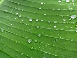 Water drops on a banana leaf photo