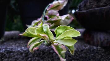 A flower that is growing on a plant photo