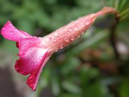 A pink flower with water droplets on it photo